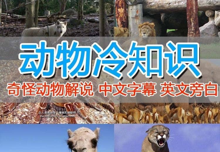 外面卖1699的国外纪录片解说（动物解说、美食、动画片）稳过中视频-博学库